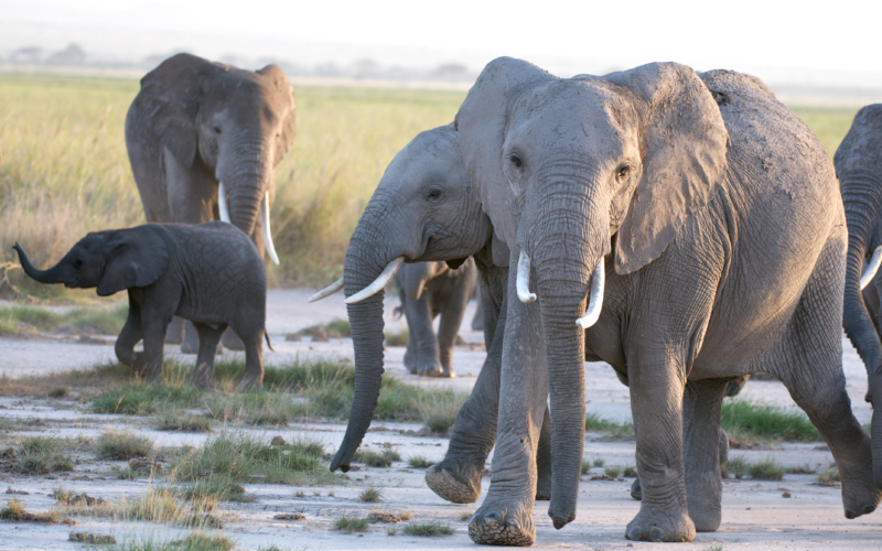 Elephants Amboseli