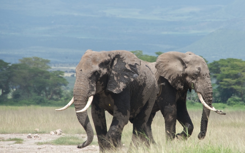 Elephants Amboseli