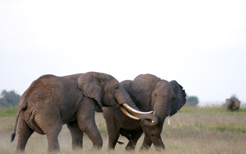 Combat elephants