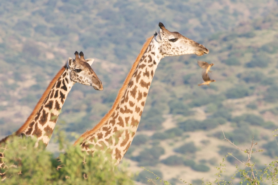 Girafes et oxpeckers