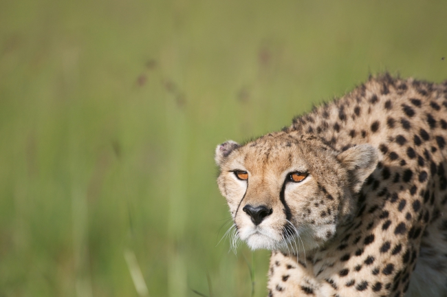 Guépards en chasse