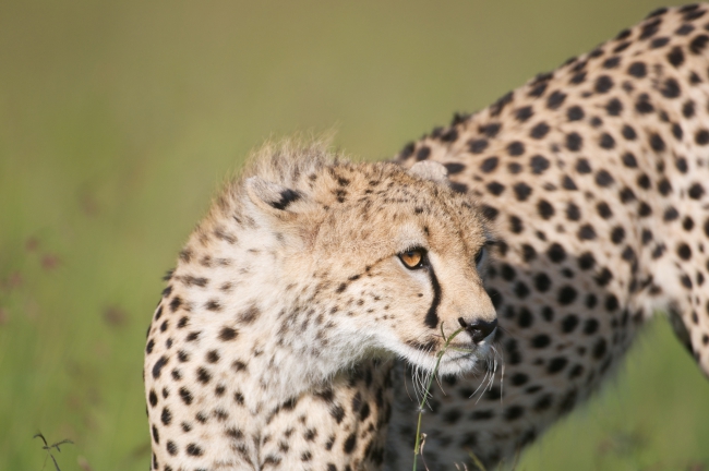 Guépard en chasse