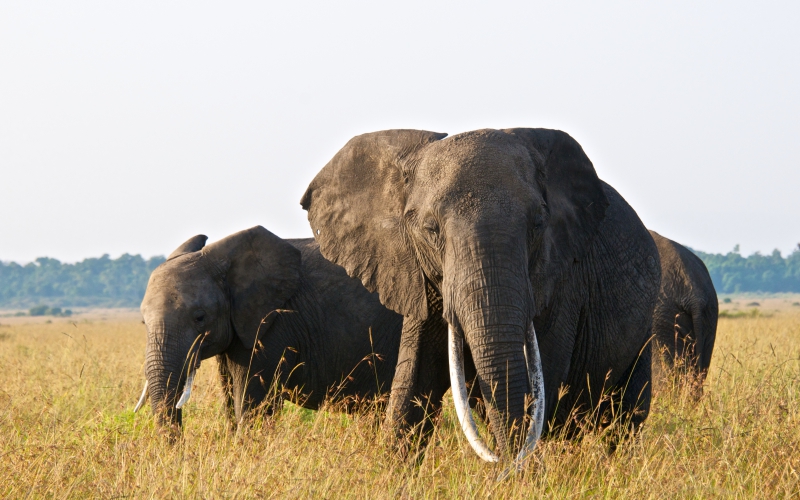 elephantrouteunique1