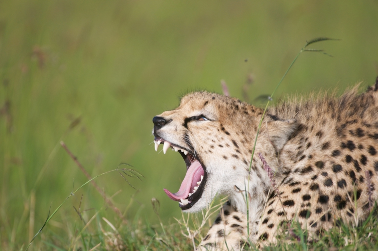 guepard2