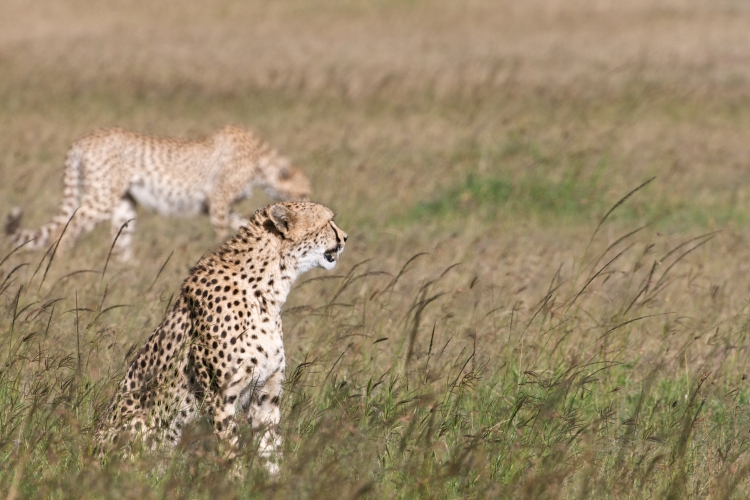 Masai Mara - guépards mèere fils 2013