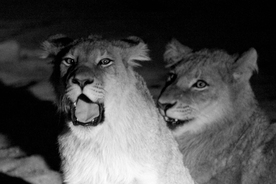 lionsnoiret blnc