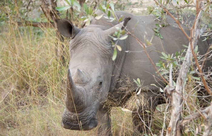 rhinovache