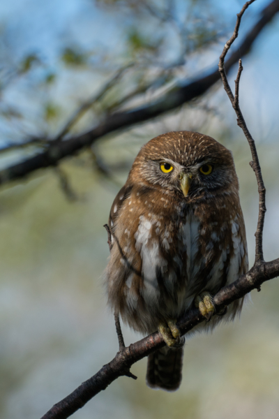 Chuncho Comun - Glaucidium nana