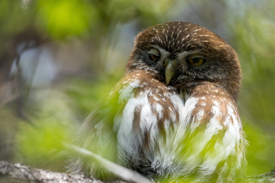 Chuncho Comun - Glaucidium nana