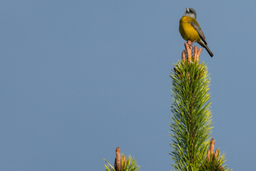 Cometocino Patagonico - Phrygilus patagonicus